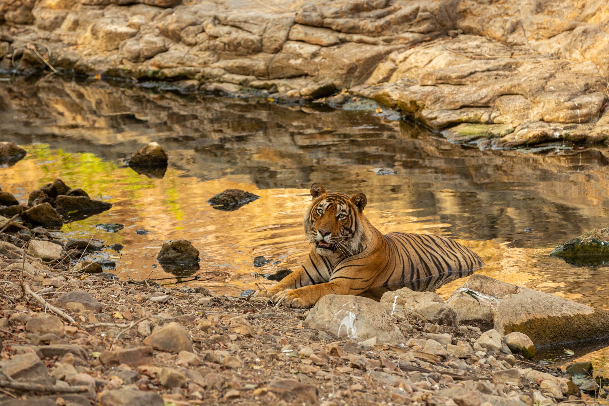 Read more about the article Discovering the Majesty of Tadoba Reserve: A Thrilling Jungle Safari Adventure